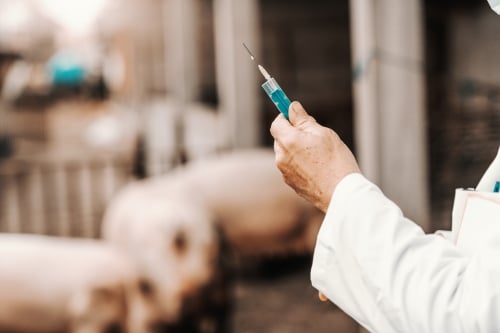 Spritze Impfung Schwein