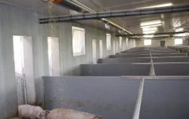 Automatische Stroh-Entstaubung