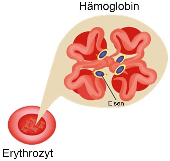 Schema Erythrozyt Hämoglobin