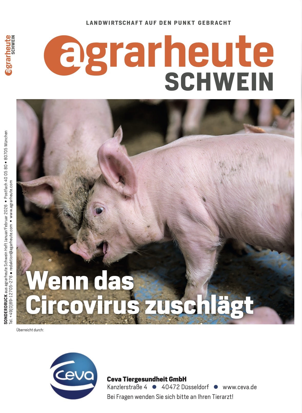 Agrarheute Wenn das Circovirus zuschlägt