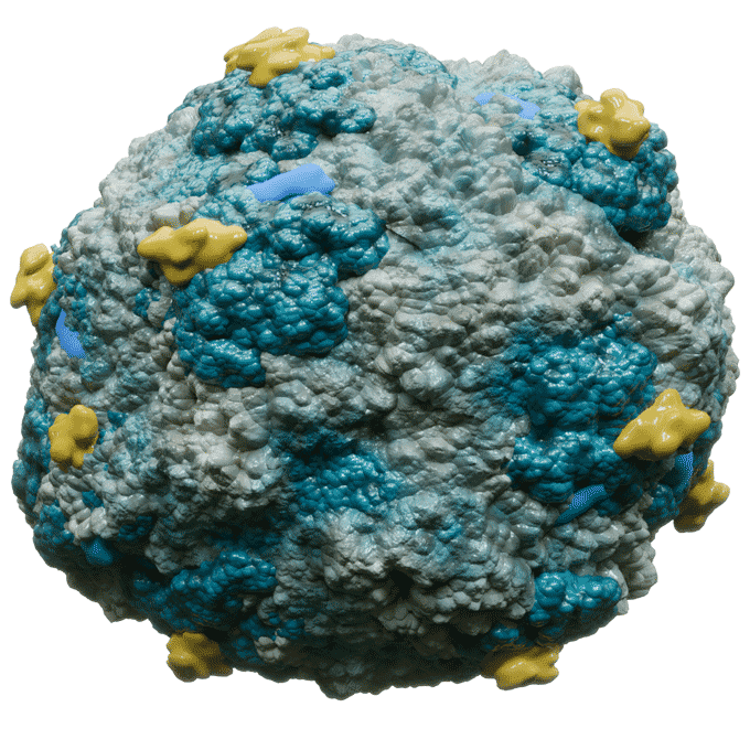 PCV2 Virus