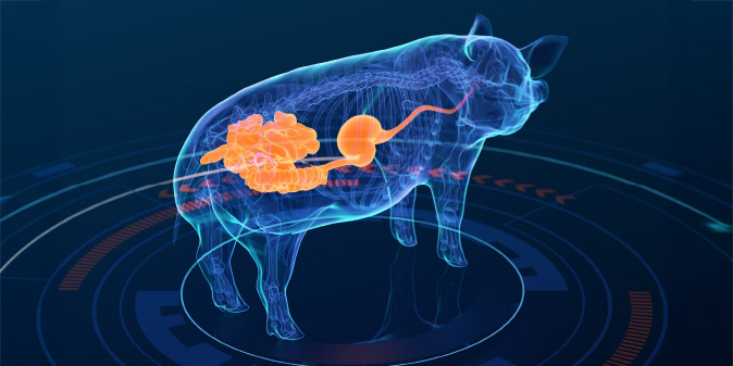 swine-diagnostik-2-wide