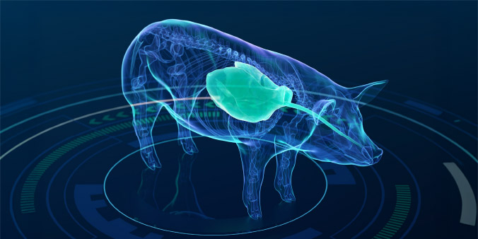 swine-diagnostik-3-wide