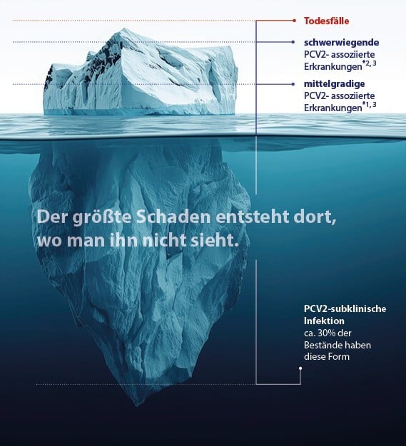 PCV2 - der größte Schaden entsteht dort, wo man ihn nicht sieht