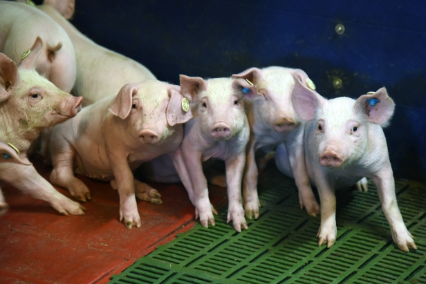 Situation im Schweinemarkt: Weniger Tiere, steigende Preise, steigende Kosten