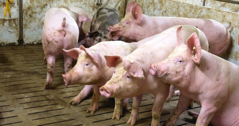 titelfoto_landwirt2024